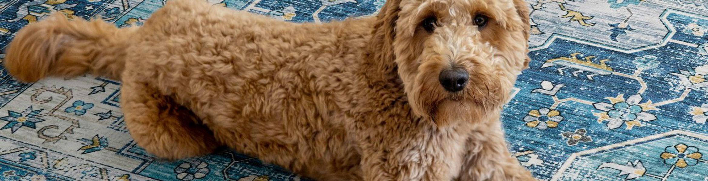 2024 Rug Buying Guide Tips for Selecting the Perfect Rug for Your